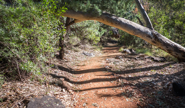 A hiking trail